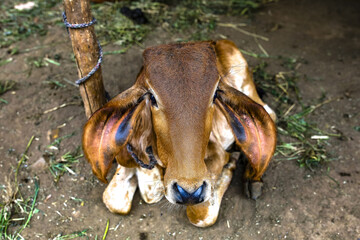Calf in a village near Dediapada, Gujarat, India