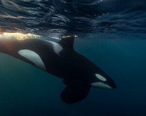 Orca (killer whale) swimming in the dark blue waters with a flash of warm sunlight near Tromso, Norway. - 777508249