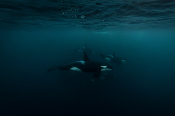 Orca (killer whale) swimming in the dark blue waters near Tromso, Norway. - 777508296