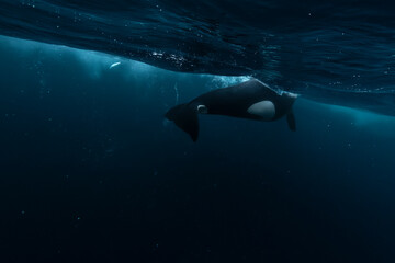 Orca (killer whale) swimming in the dark blue waters near Tromso, Norway. - 777508474