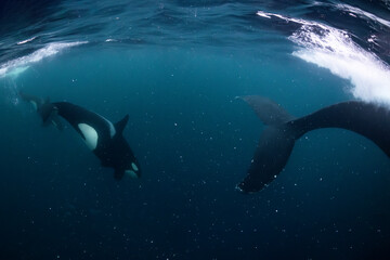 Orca (killer whale) chasing a humpback whale in the dark blue waters near Tromso, Norway.