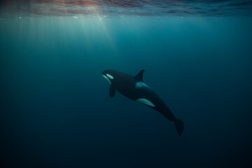 Orca (killer whale) swimming and looking up towards a flash of sunlight in the dark blue waters near Tromso, Norway. - 777508832