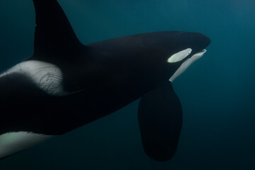 Orca (killer whale) swimming in the dark blue waters near Tromso, Norway. - 777509041