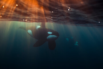 Orca (killer whale) swimming in the dark blue waters with a flash of warm sunlight near Tromso, Norway.