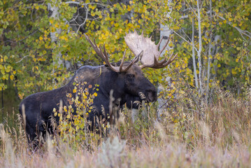 Bull Shiras Moose in Wyoming in Autumn