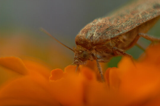 Butterfly (Noctua) of the Noctuidae family on an orange marigold flower. Macro photo.
