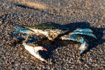 A crab is laying on the sand