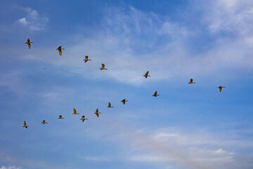 Birds flying over the Saloum river delta in Senegal - obrazy, fototapety, plakaty