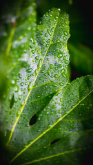Macro Magic: Close-Up of Leaf with Water Droplets