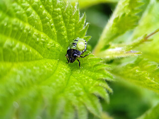 macro shield bug