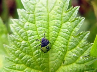 macro shield bug