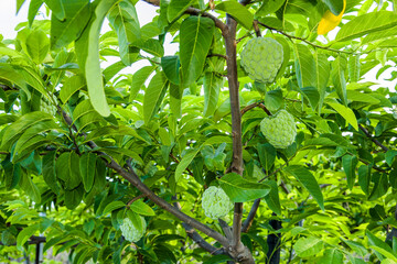 Close-up of custard apples growing on a tree in Taitung, Taiwan.