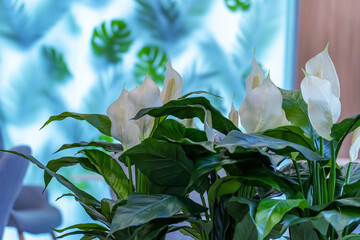 A potted plant with white flowers sits in front of a window, illuminated by natural light - Powered by Adobe