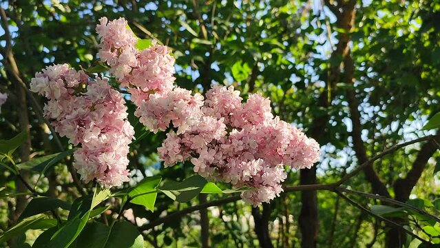 Inflorescence of pink flower lilac with green leaves illuminated by the sun on a bush tree branch on a sunny spring day. Bright blooming flowers. Plants vegetation. Natural background Nature backdrop