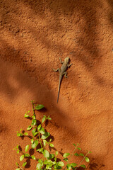 Lizard on a wall in Ndangane, Senegal