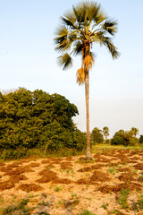 Harvested peanut plants outside Ndangane, Senegal