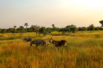 Donkeys in a field outside Ndangane, Senegal
