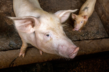 Sow and piglet raised in Nguekhokh, Senegal