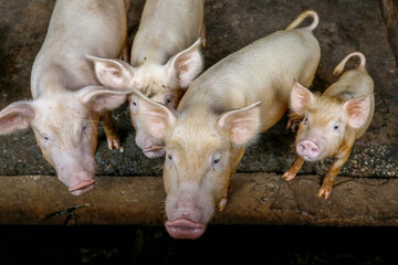 Pigs raised in Nguekhokh, Senegal