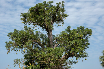 Baobab near Fatick, Senegal