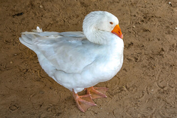 Goose raised in Fatick, Senegal