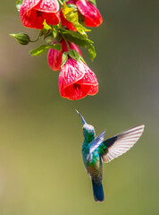 a hummingbird flies near a flower to feed