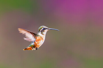 a hummingbird flies near a flower to feed