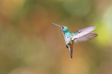 a hummingbird flies near a flower to feed