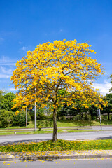 Guayacan trees in bloom in Medellín (Colombia)