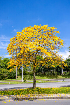 Guayacan trees in bloom in Medell&iacute;n (Colombia)