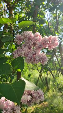 Inflorescence of pink flower lilac with green leaves illuminated by sun on bush tree branch on sunny spring day. Bright blooming flowers. Plants vegetation. Natural background Nature backdrop Vertical