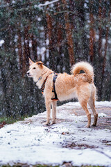 Brown and white dog enjoys snowy adventure, fostering love, care, and companionship.
