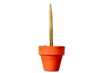 suculenta decoracion aislada