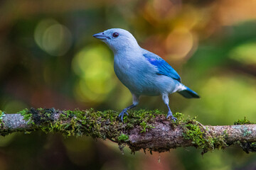 blue-gray tanager (Thraupis episcopus) perched on a branch