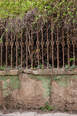 Old concrete fence with iron bars and a creeping plant