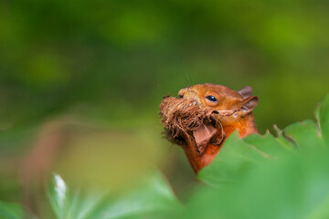 red squirrel or Eurasian red squirrel (Sciurus vulgaris)