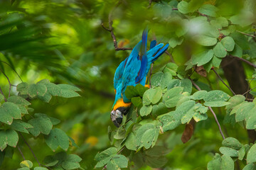 blue-and-yellow macaw (Ara ararauna), also known as the blue-and-gold macaw