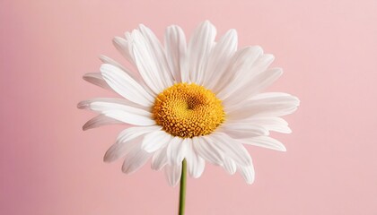 Beautiful chamomile daisy flower on neutral pink background. Minimalist floral concept with copy space. Creative still life summer, spring background - obrazy, fototapety, plakaty