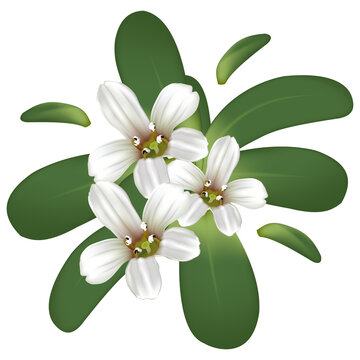 Isolated Bacopa monnieri flower (Brahmi or water hyssop) is herb and used in treat various diseases. PNG.
