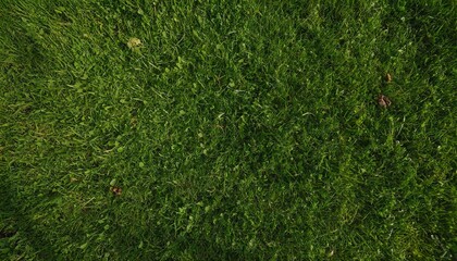 Green grass texture background, Top view of grass garden ideal concept used for making green...