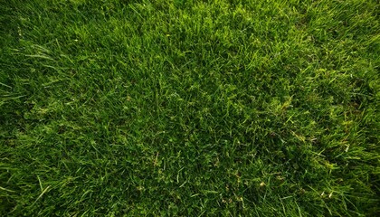 Green grass texture background, Top view of grass garden ideal concept used for making green...