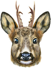 Watercolor portrait of a roe deer on white background - 777527618