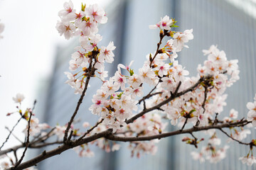 桜　ビルをバックに

撮影:　総武線　飯田橋　飯田橋グランブルーム前