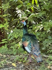 A beautiful ocellated wild turkey in Tikal National Park, Guatemala 