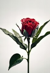 A Vivid Red Rose: A Symbol of Love and Passion