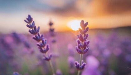 Obraz premium Sun dipping below horizon behind lavender field, magical, radiant colors, serene mood