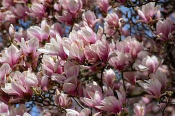 Magnolia soulangeana also called saucer magnolia flowering springtime tree with beautiful pink white flower on branches