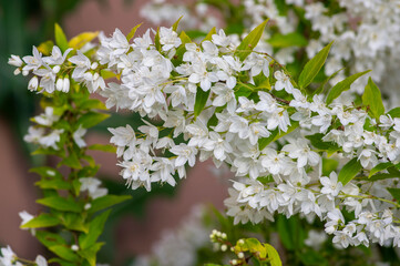 Deutzia gracilis duncan Chardonnay pearls white flowering shrub, beautiful ornamental flowers in bloom