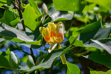 Liriodendron tulipifera beautiful ornamental tree in bloom, American tulip tree tulipwood flowering, flower on the branch