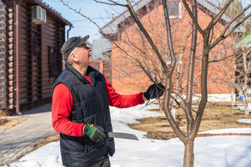 senior man in a vest, cap and gardening gloves saws off branches of a fruit tree in the garden in early spring. High quality photo - obrazy, fototapety, plakaty